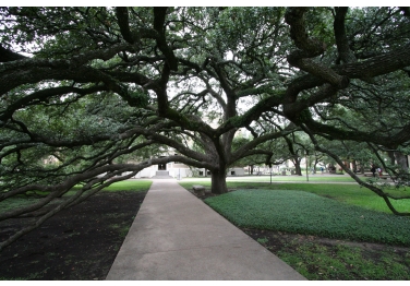 Texas A & M University- Main