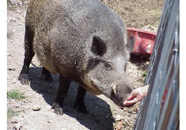 University Of Arkansas- Main Campus